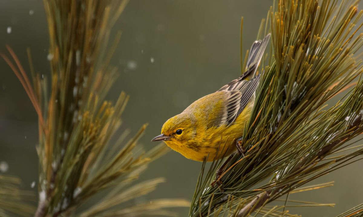 Photo of the Day: Pine Warbler with Falling Snow by Melody Mellinger