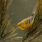 Pine Warbler with Falling Snow by Melody Mellinger