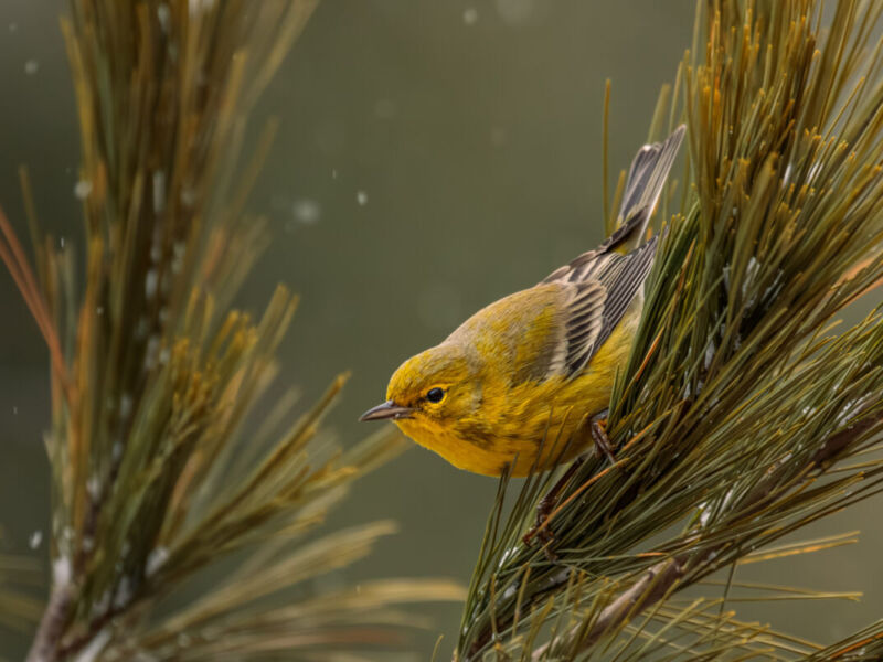 Pine Warbler with Falling Snow by Melody Mellinger