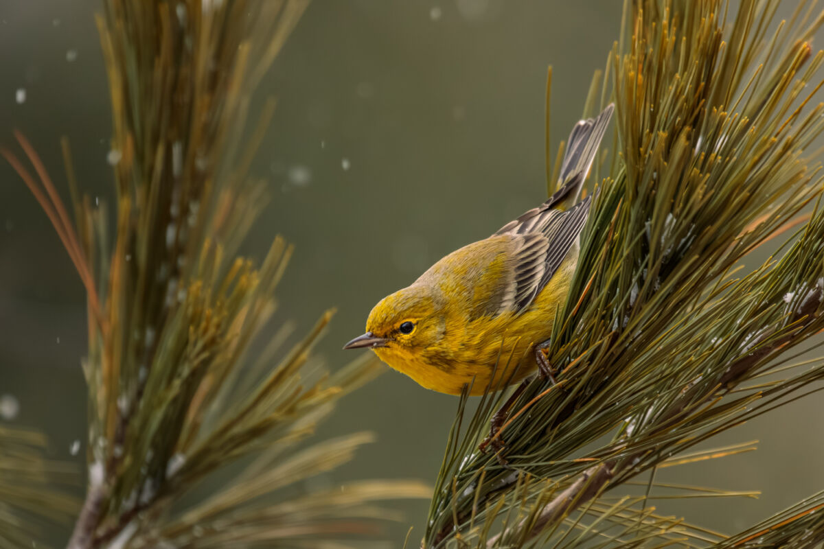 Photo of the Day: Pine Warbler with Falling Snow by Melody Mellinger