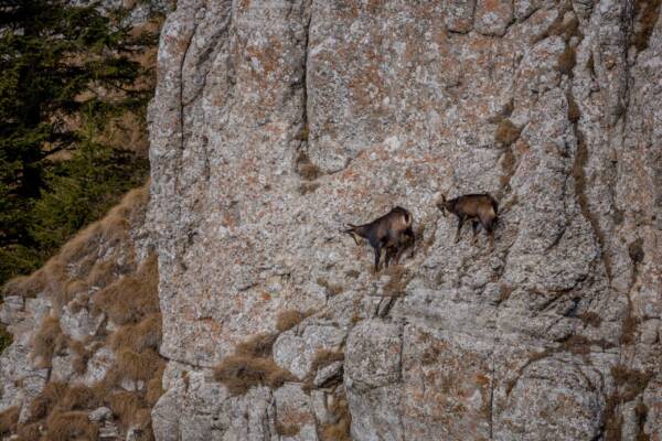 Photo of the day: Family by Mihály Andor