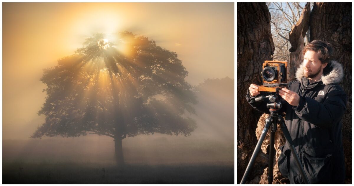 The Richmond Park Field Camera: A Masterpiece of Light, Nature, and Time