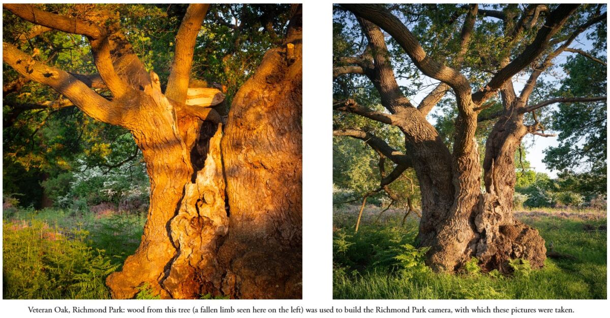 The Richmond Park Field Camera: A Masterpiece of Light, Nature, and Time