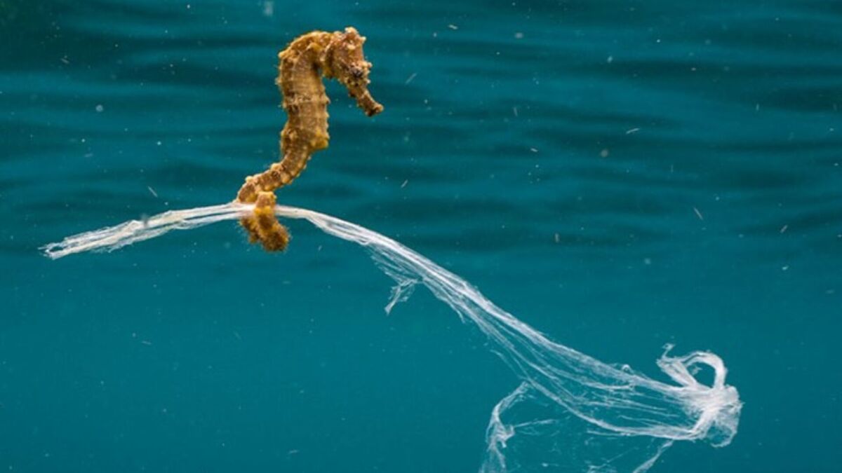 How a Photographer Captured This Haunting Image of a Seahorse Clinging to a Q-Tip