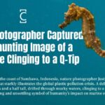 How a Photographer Captured This Haunting Image of a Seahorse Clinging to a Q-Tip