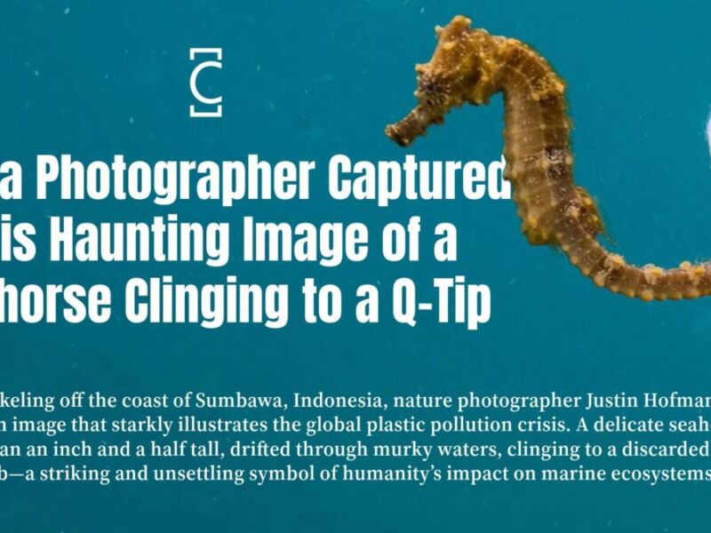 How a Photographer Captured This Haunting Image of a Seahorse Clinging to a Q-Tip