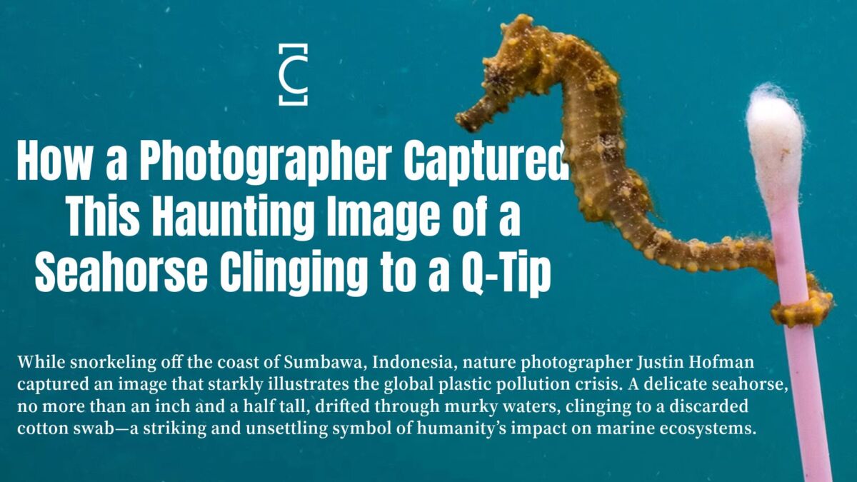 How a Photographer Captured This Haunting Image of a Seahorse Clinging to a Q-Tip