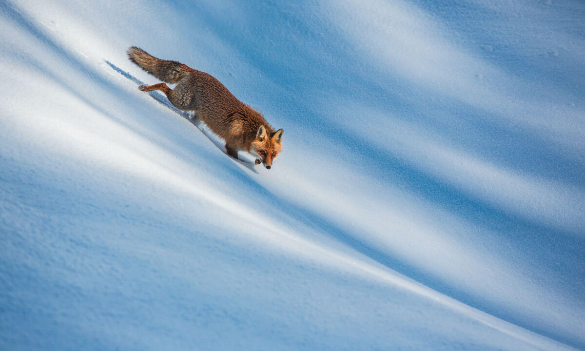 A Red Fox in the Snow by Bruno D’Amicis