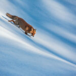 A Red Fox in the Snow by Bruno D’Amicis