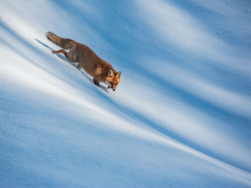 A Red Fox in the Snow by Bruno D’Amicis