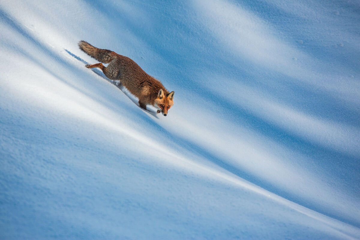 A Red Fox in the Snow by Bruno D’Amicis