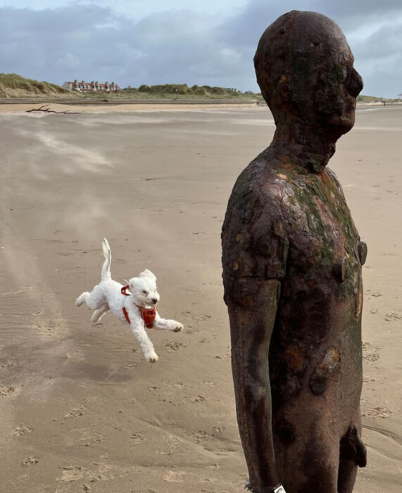 The moment that arrived out of nowhere as a photographer caught a dog floating beside a coastal sculpture