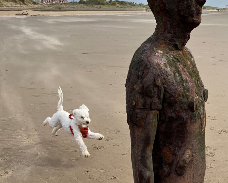 The moment that arrived out of nowhere as a photographer caught a dog floating beside a coastal sculpture