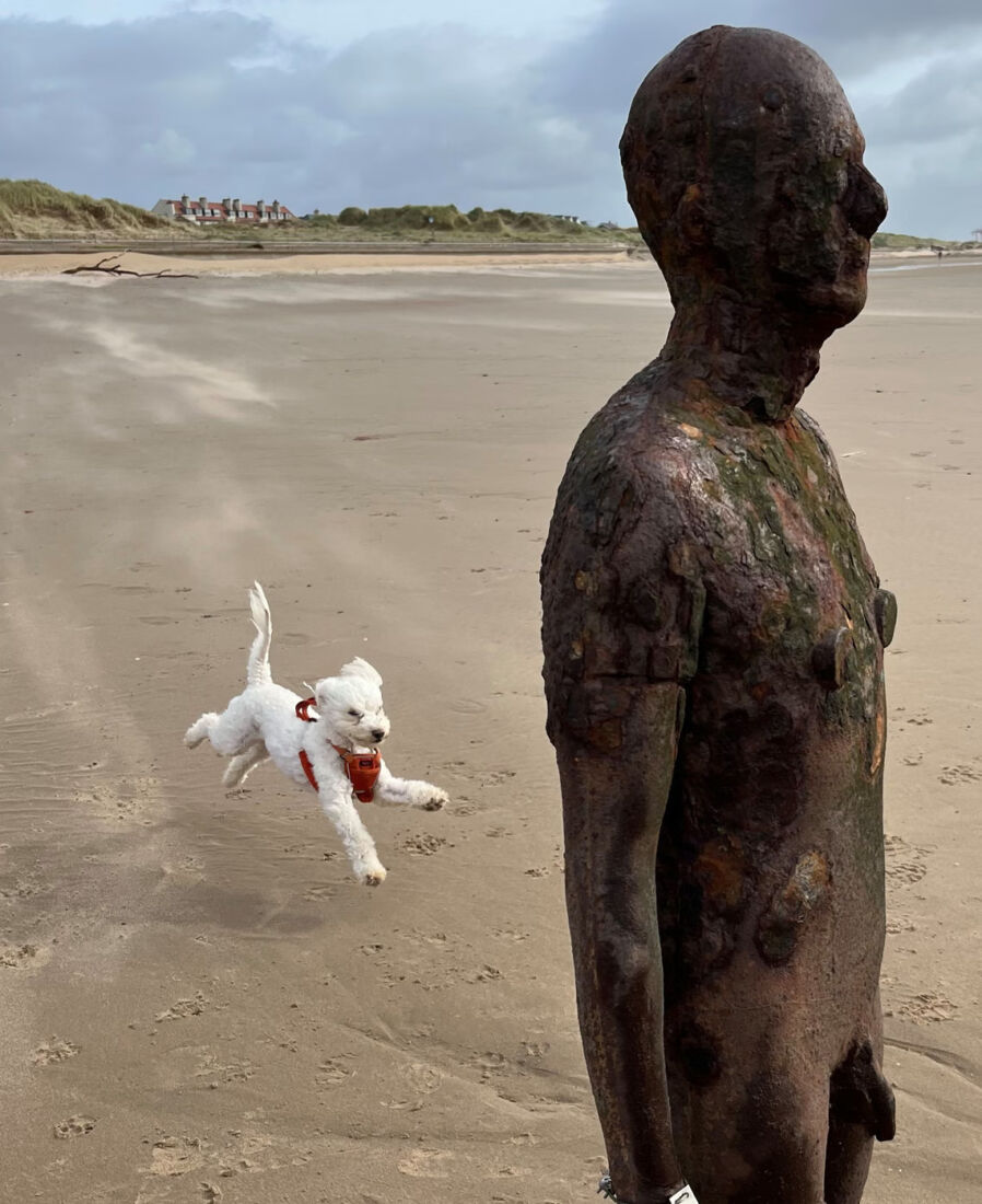 The moment that arrived out of nowhere as a photographer caught a dog floating beside a coastal sculpture
