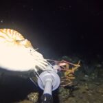 YouTuber’s Dropped Camera Records Unidentified Deep-Sea Animal in Bali Sea