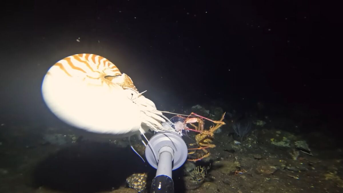 I Found a Creature No One Can Identify at the Bottom of the Bali Sea 00 06
