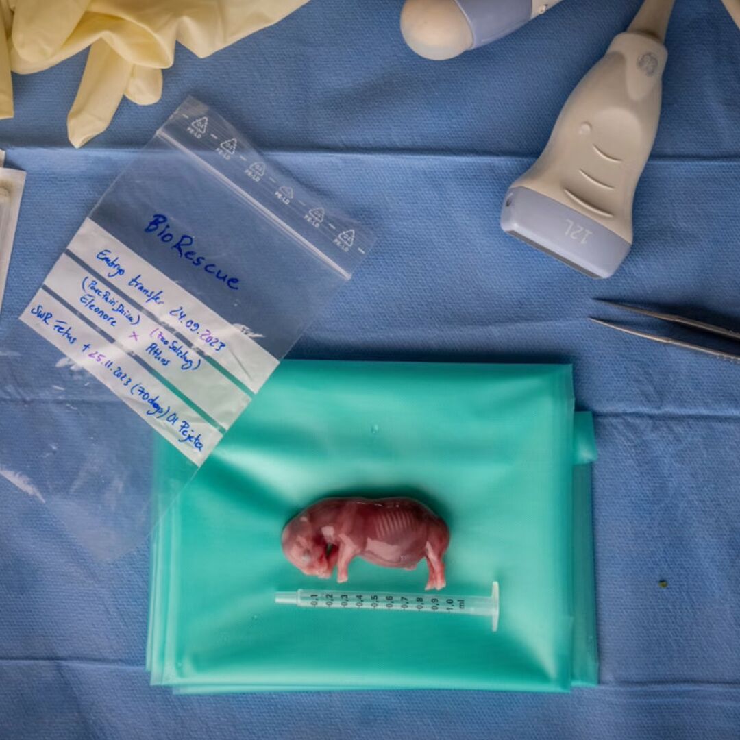 A Tiny Rhino Foetus and the Hope That Almost Reached the Finish Line