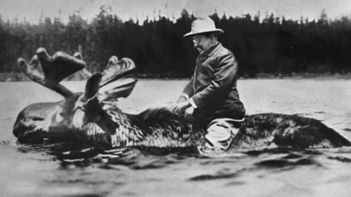 A staged photograph from 1912 that shows Theodore Roosevelt riding a moose, first printed by the New York Tribune.
