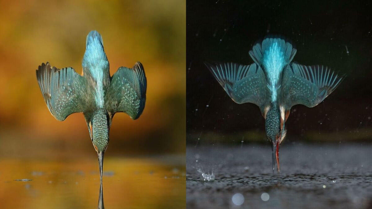 Wildlife Photographer Repeats Famous Kingfisher Moment in a Fraction of the Time