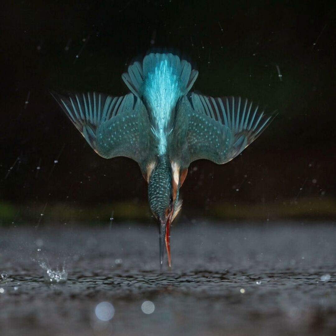 Wildlife Photographer Repeats Famous Kingfisher Moment in a Fraction of the Time