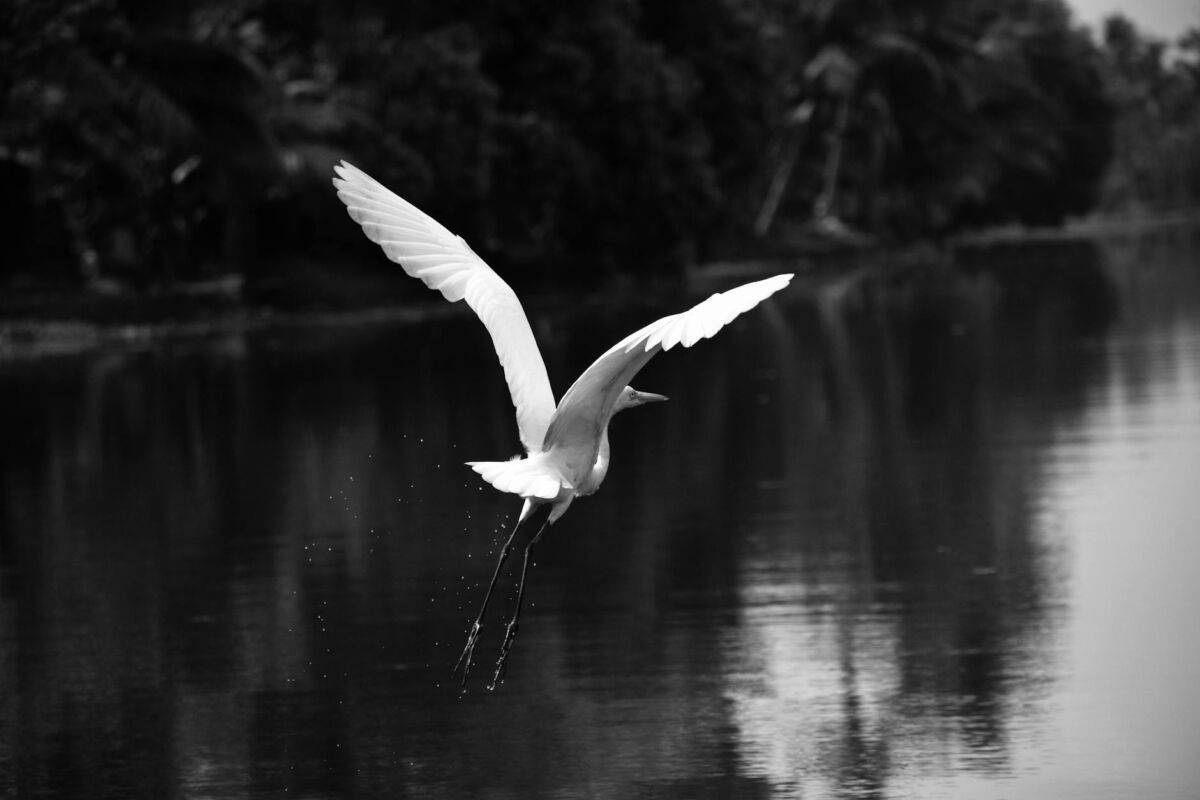 gray scale photography of bird