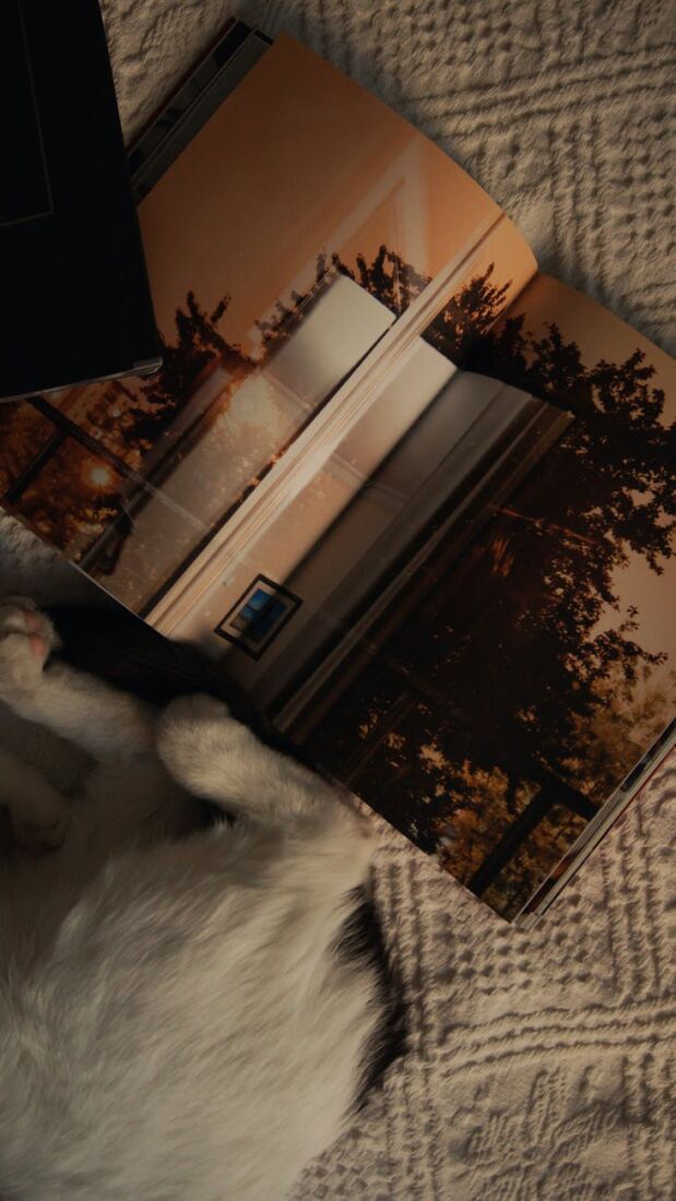 a cat lying next to a magazine