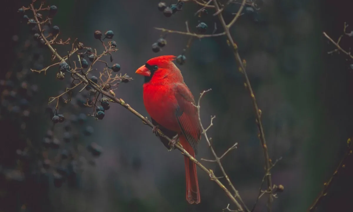 Best Cameras for Birds Photography