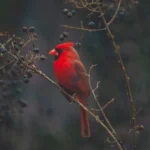 Best Cameras for Birds Photography