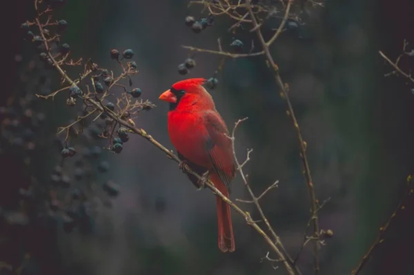 Best Cameras for Birds Photography