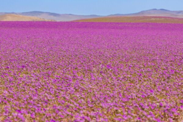 The Desert That Suddenly Bloomed With Flowers