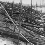 What happened in siberia that flattened 80 million trees