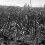 Siberian taiga forest that was flattened by the blast from the tunguska meteorite near where the meteorite fell in 1908, this picture was taken during professor leonid kulik's 1938 expedition to investigate the event.