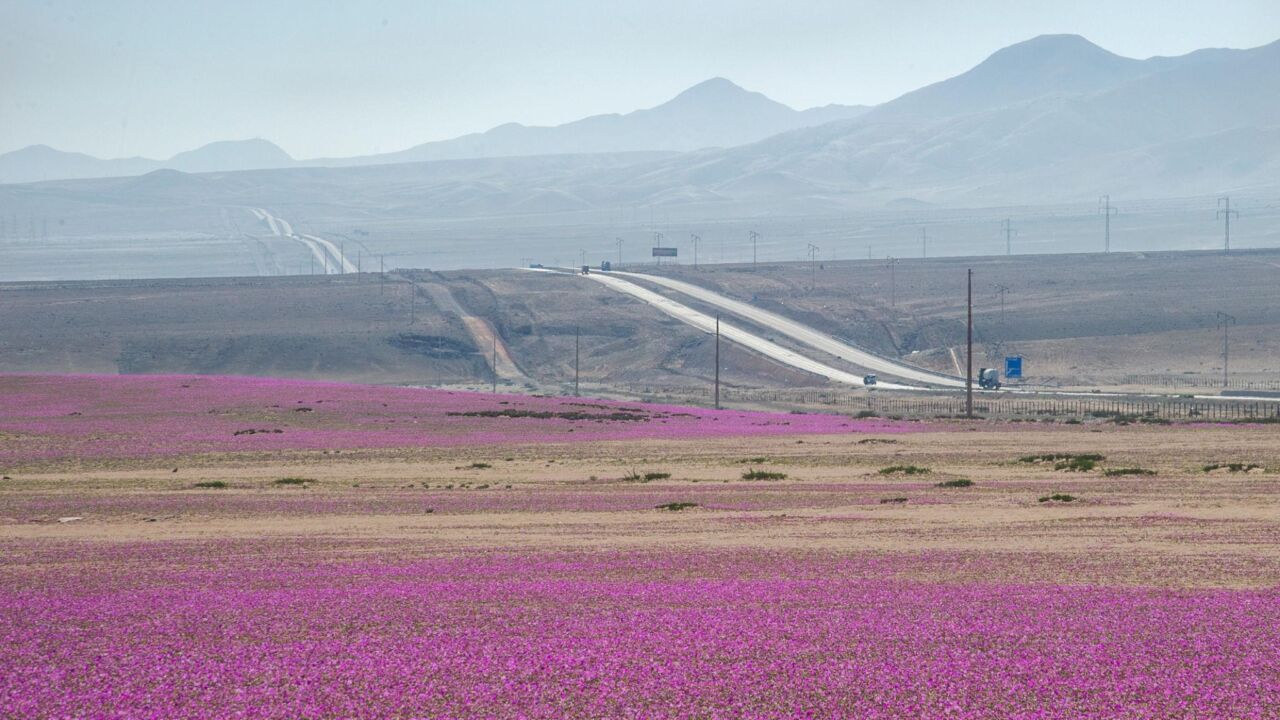 The desert that suddenly bloomed with flowers