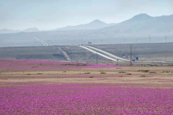 The Desert That Suddenly Bloomed With Flowers