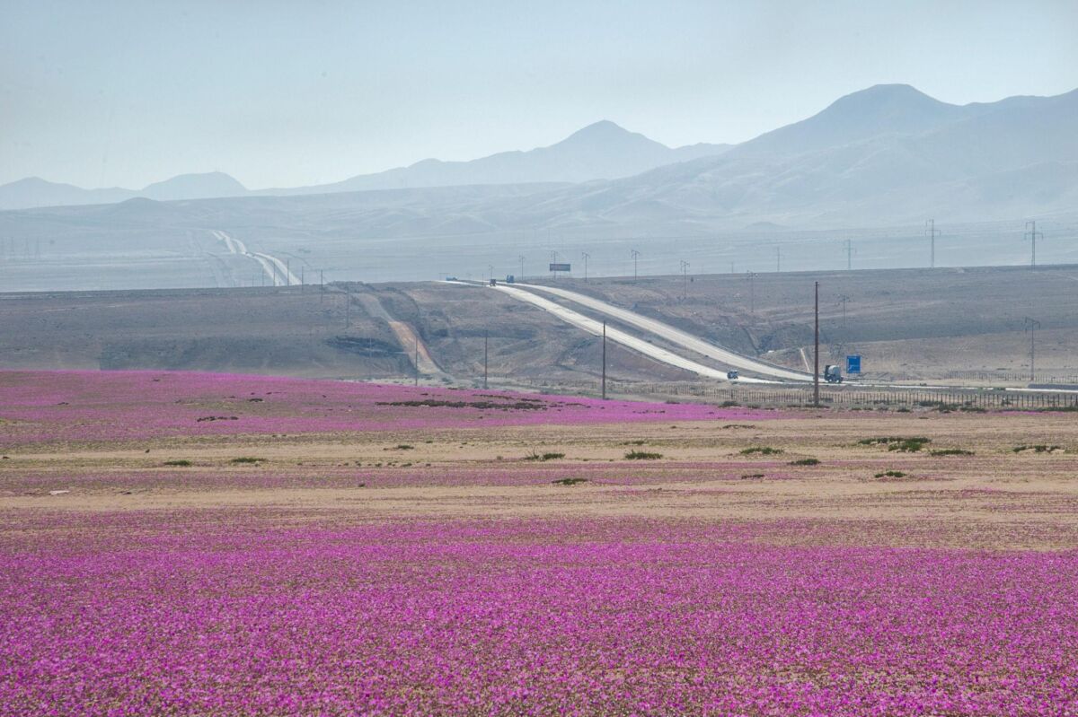 The desert that suddenly bloomed with flowers