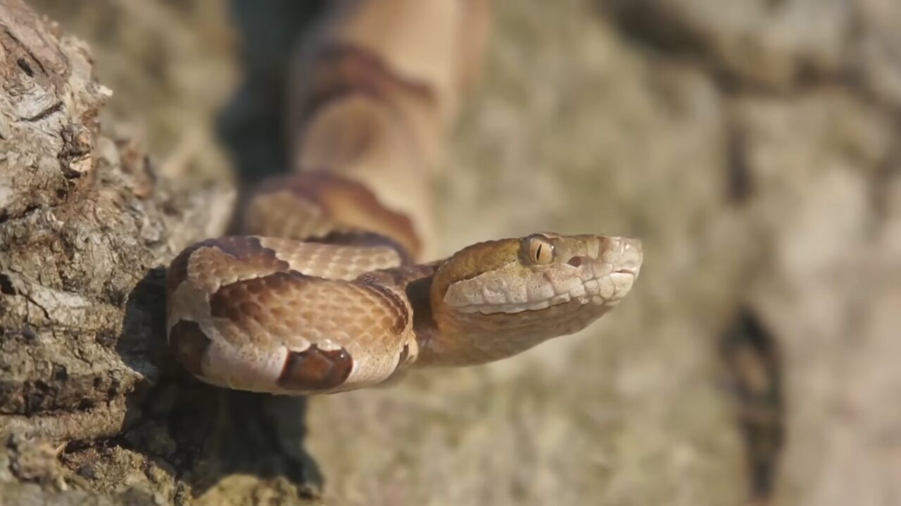 The island where snakes outnumber humans
