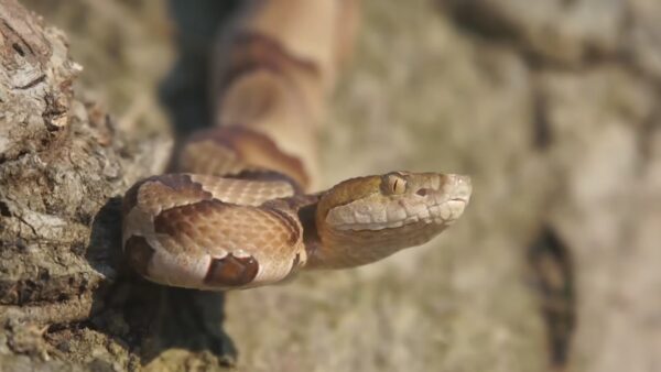 The Island Where Snakes Outnumber Humans