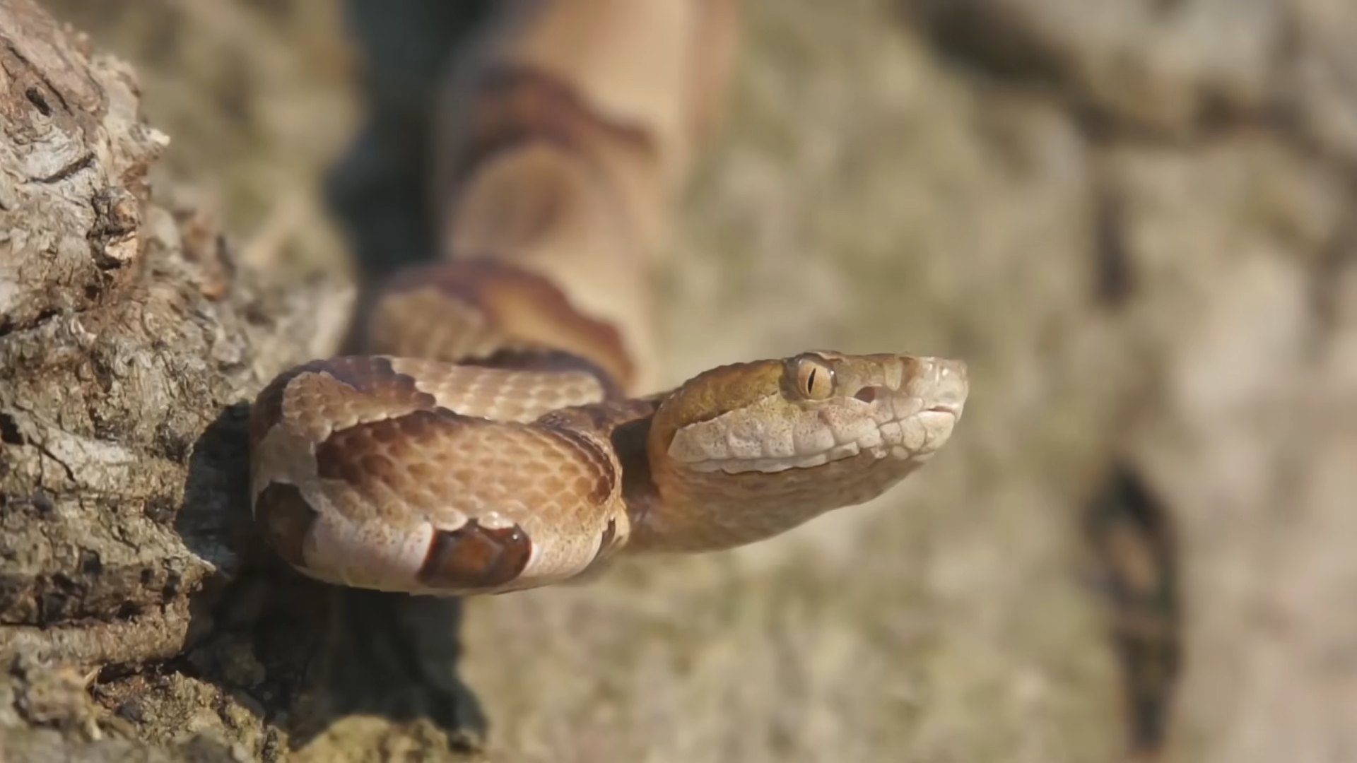 The island where snakes outnumber humans