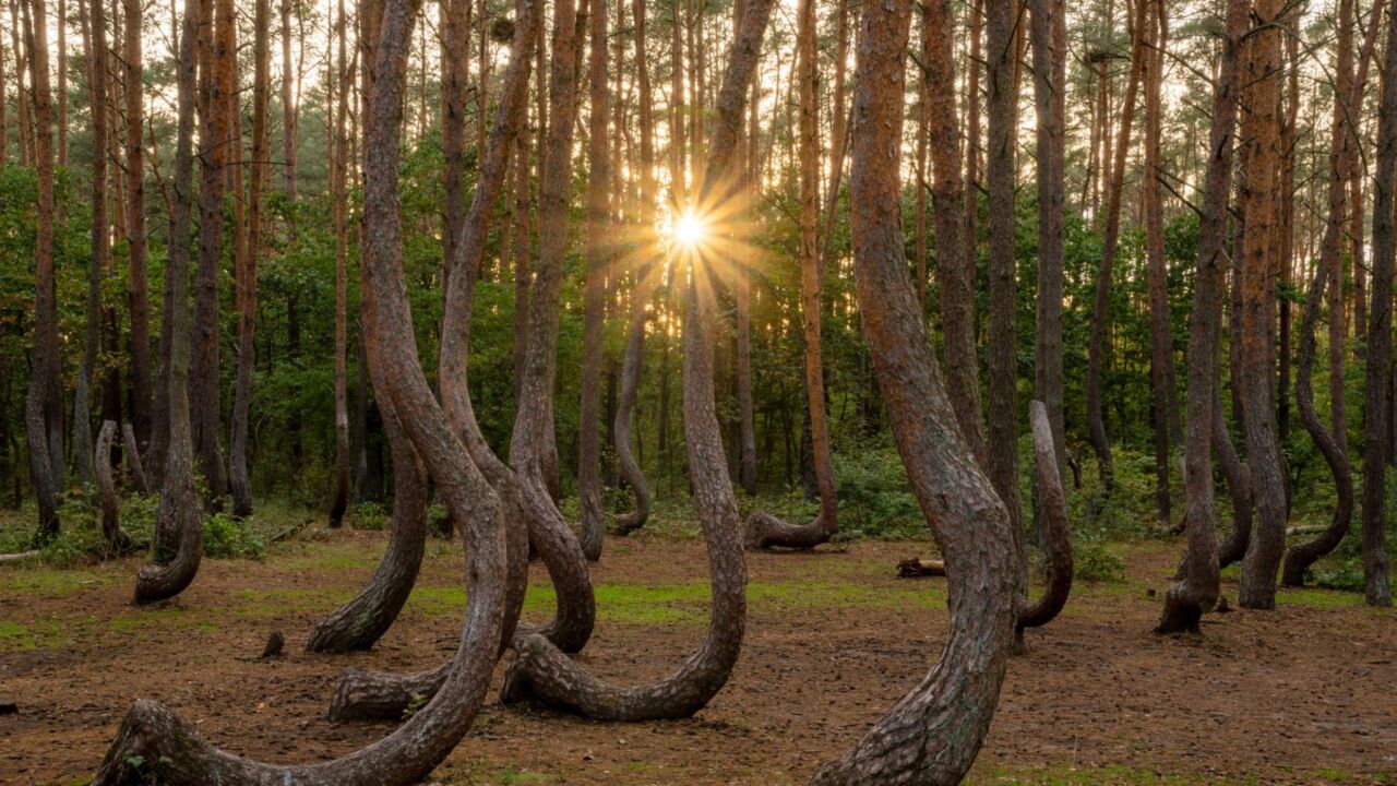 Why these trees grow sideways in a polish forest