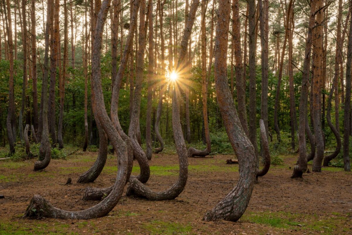 Why these trees grow sideways in a polish forest