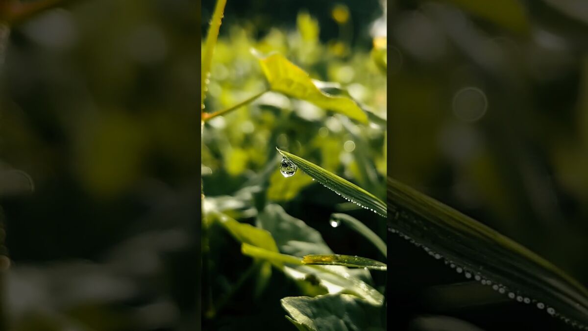 Foggy Morning Photography idea with Phone | Mobile Photography on Oppo Reno 10 Pro #youtubeshorts