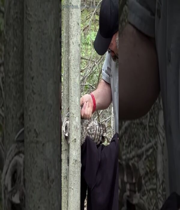 Rescuing a Barred Owl 🦉 | Wildlife Rescue in Ohio #shorts #birds #photography #wildlife