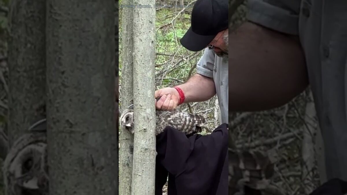 Rescuing a Barred Owl 🦉 | Wildlife Rescue in Ohio #shorts #birds #photography #wildlife