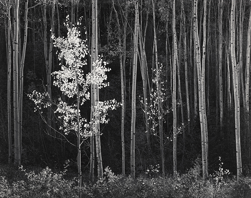 We return to one of the greatest masters of photography toda...