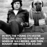 Before Rocky made him a Hollywood star, Sylvester Stallone was broke, struggling…